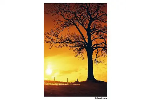 Film kolorowy Harman Red ISO 125/135/ 36 zdj.