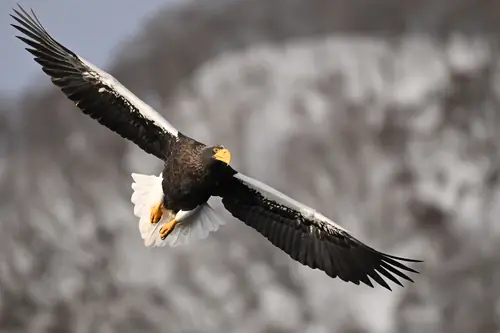 Nikon Nikkor Z 180-600mm f/5.6-6.3VR