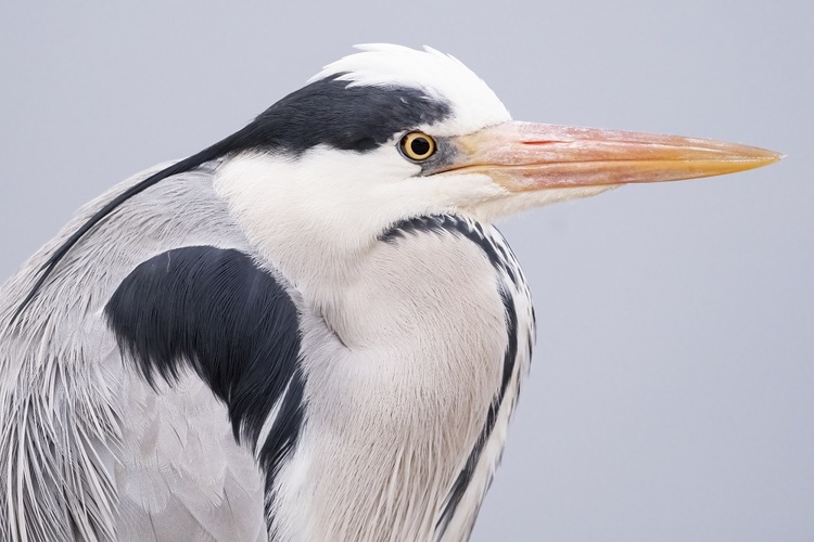 Sigma C 100-400mm f/5-6.3 DG DN OS (Fuji X)  