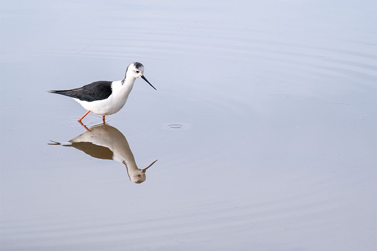 Sigma C 100-400mm f/5-6.3 DG DN OS (Fuji X)  