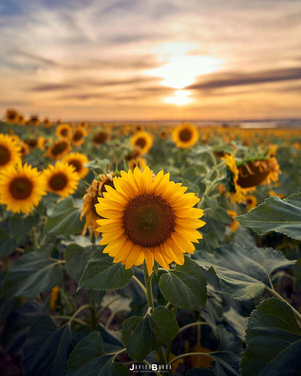 VILTROX 13mm f/1.4 AF (Sony E)