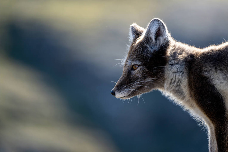 TAMRON 150-500mm f/5-6.7 Di III VC VXD Nikon Z