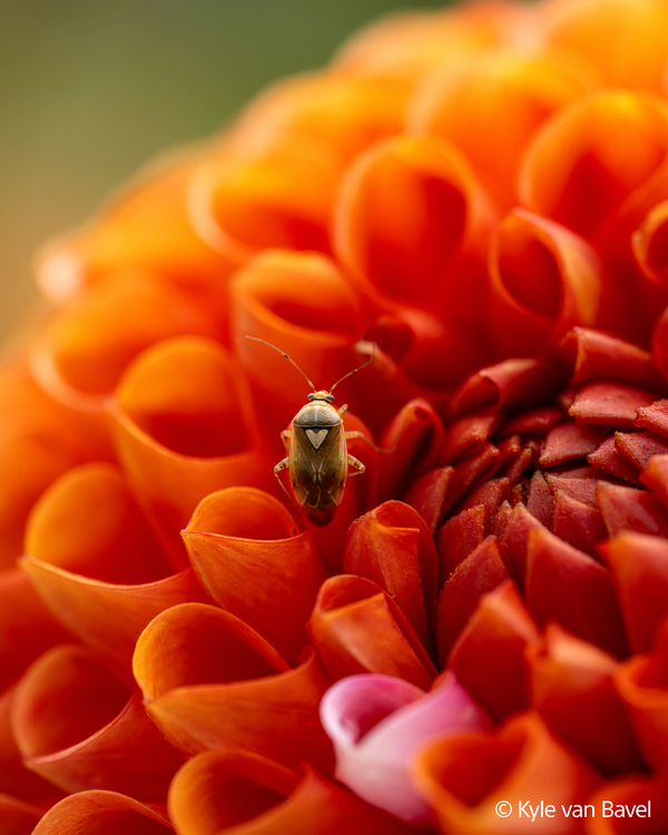 Sony FE 100mm f/2.8 Macro GM OSS (SEL100M28GM)