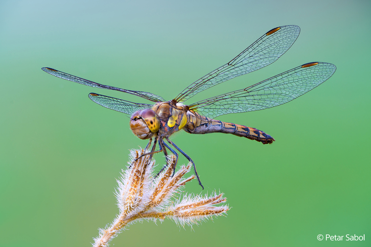 Sony FE 100mm f/2.8 Macro GM OSS (SEL100M28GM)