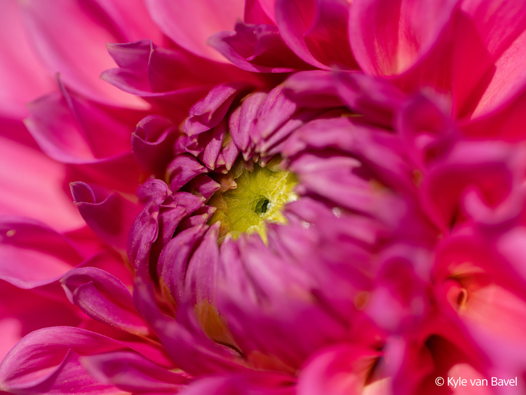 Sony FE 100mm f/2.8 Macro GM OSS (SEL100M28GM)