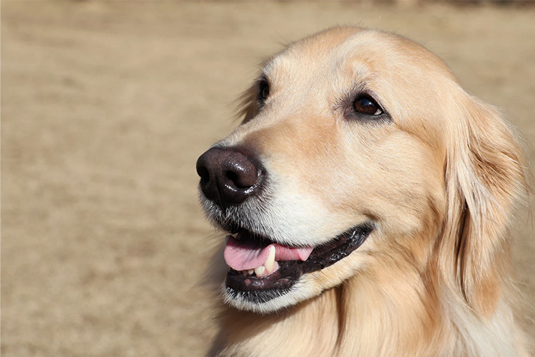 Canon RF-S 18-150mm f/3.5-6.3  