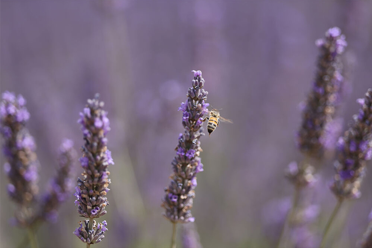 Canon RF 70-200mm F2.8L IS USM (biały)