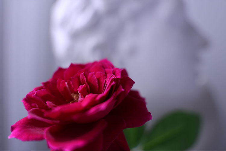 Canon RF 16-28mm f/2.8 IS STM  