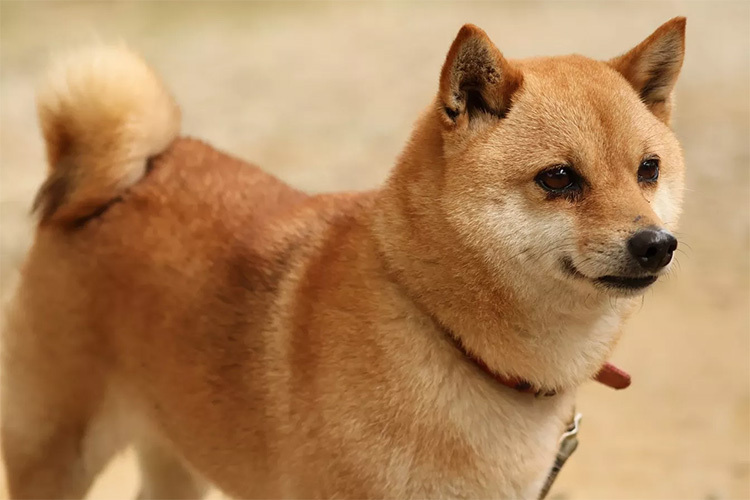 Canon RF 75-300mm f/4-5.6  