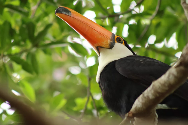 Canon RF 75-300mm f/4-5.6  