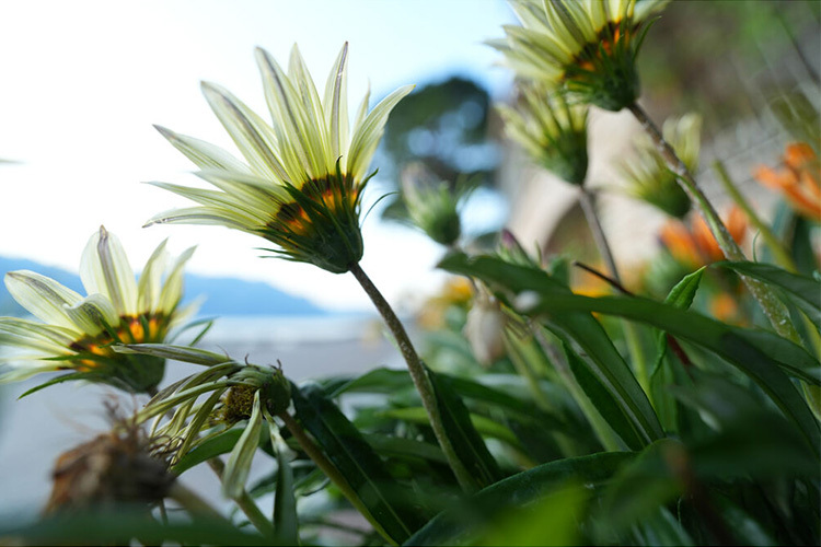 Sony FE 16-35mm f/2.8 GM II (SEL1635GM2)  