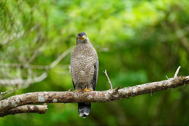 Sony FE 300 mm F2.8 GM OSS (SEL300F28GM)    