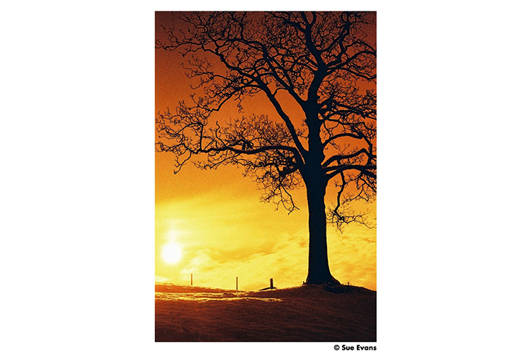 Film Harman Red ISO 125 /36