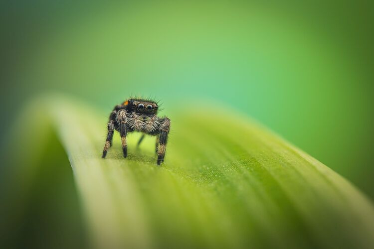 Venus Optics Laowa 90mm f/2.8 Ultra Macro APO do Leica L