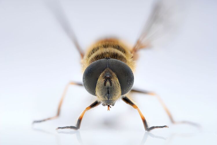 Venus Optics Laowa 90mm f/2.8 Ultra Macro APO do Leica L