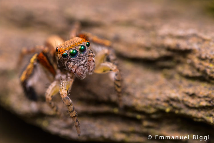 Venus Optics Laowa CA-Dreamer 100mm f/2.8 Macro 2:1 do Sony E