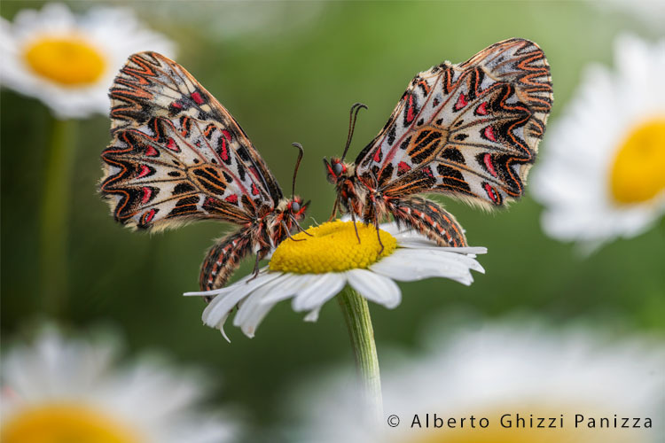 Venus Optics Laowa CA-Dreamer 100mm f/2.8 Macro 2:1 do Sony E