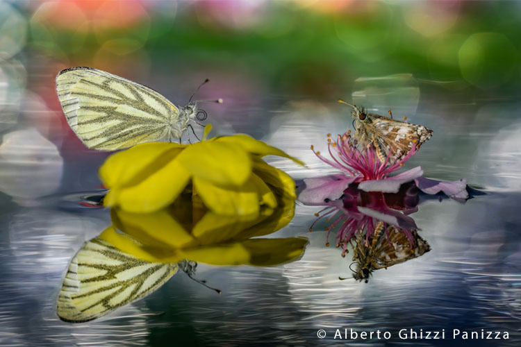 Venus Optics Laowa CA-Dreamer 100mm f/2.8 Macro 2:1 do Sony E