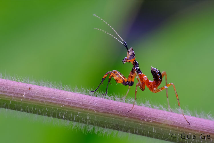 Venus Optics Laowa CA-Dreamer 100mm f/2.8 Macro 2:1 do Sony E