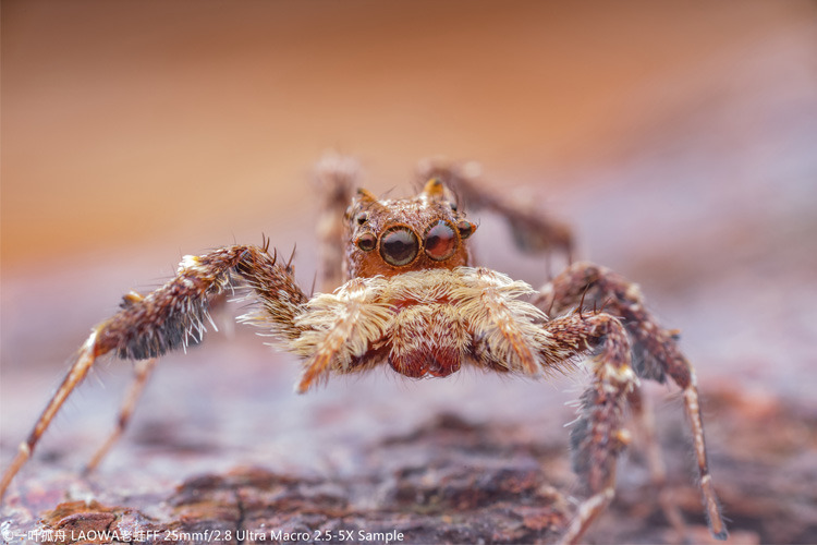 Venus Optics Laowa 25mm f/2.8 Ultra Macro do Canon RF