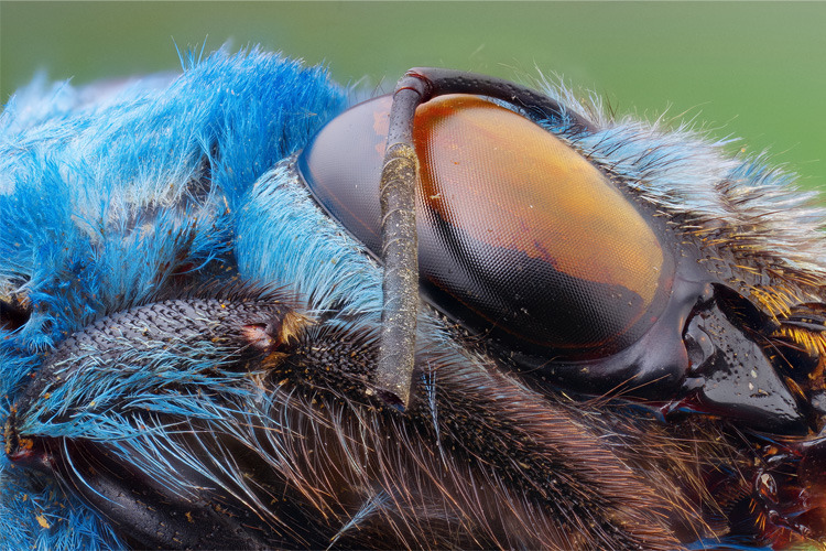 Venus Optics Laowa 25mm f/2.8 Ultra Macro do Canon RF