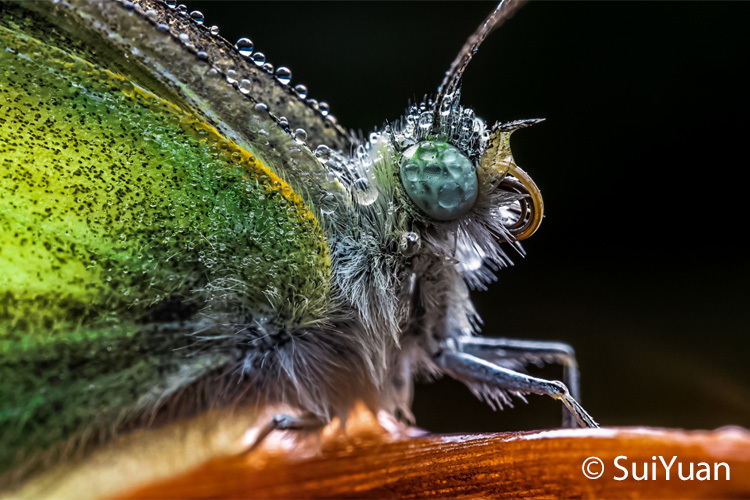 Venus Optics Laowa 65mm f/2.8 2x Ultra Macro APO do Canon M