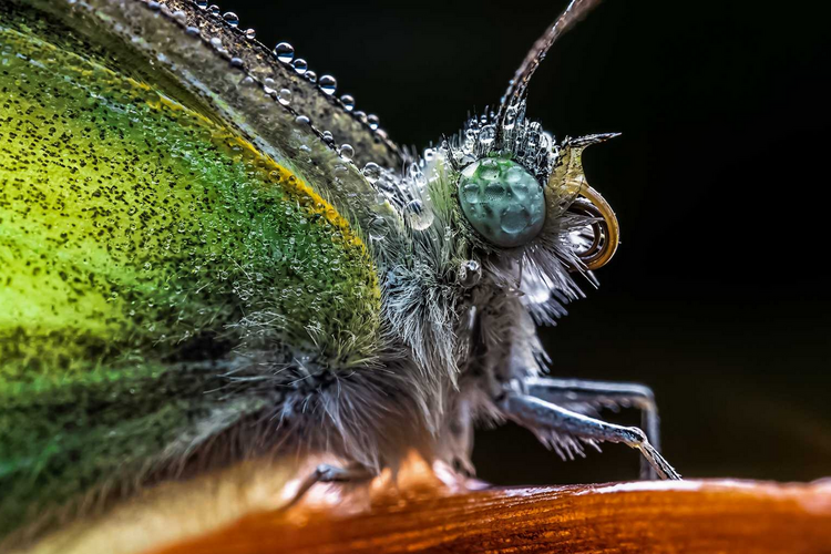 Venus Optics Laowa 65mm f/2.8 2x Ultra Macro APO do Nikon Z