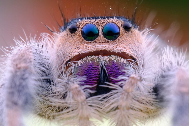 Venus Optics Laowa 65mm f/2.8 2x Ultra Macro APO do Nikon Z