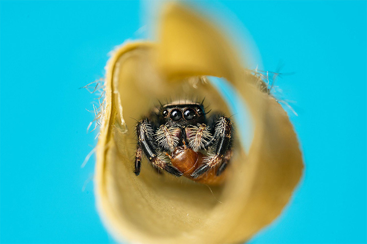 Venus Optics Laowa 58mm f/2.8 2x Ultra Macro APO do Canon RF