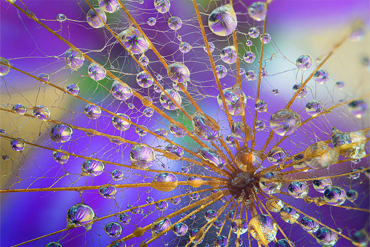 Venus Optics Laowa 58mm f/2.8 2x Ultra Macro APO do Nikon Z