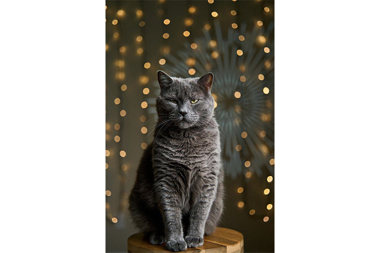 Venus Optics Laowa 58mm f/2.8 2x Ultra Macro APO do Nikon Z