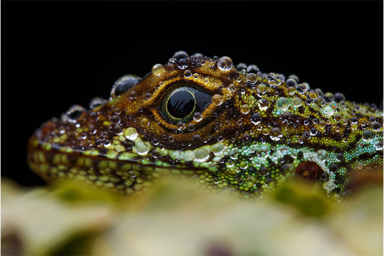 Venus Optics Laowa 90mm f/2.8 Ultra Macro APO do Sony E