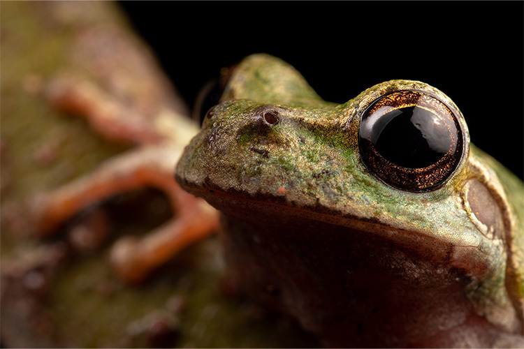 Venus Optics Laowa 90mm f/2.8 Ultra Macro APO do Canon RF