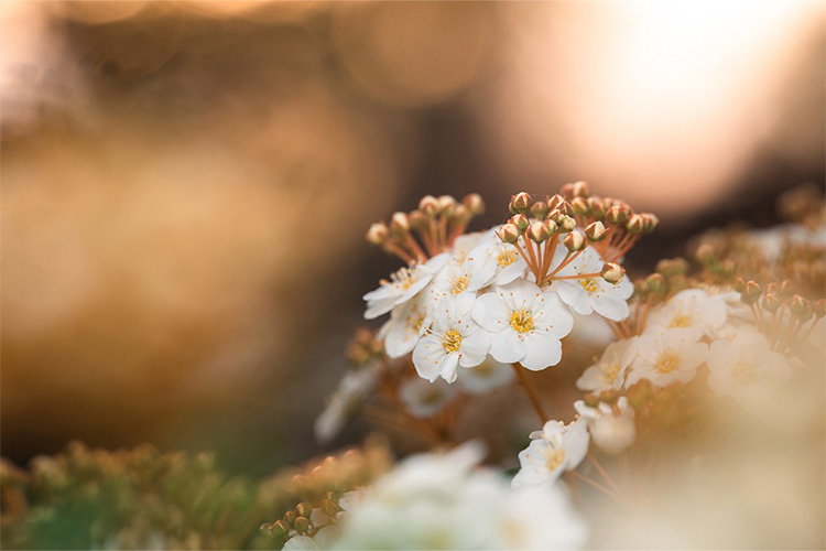 Venus Optics Laowa 90mm f/2.8 Ultra Macro APO do Canon RF