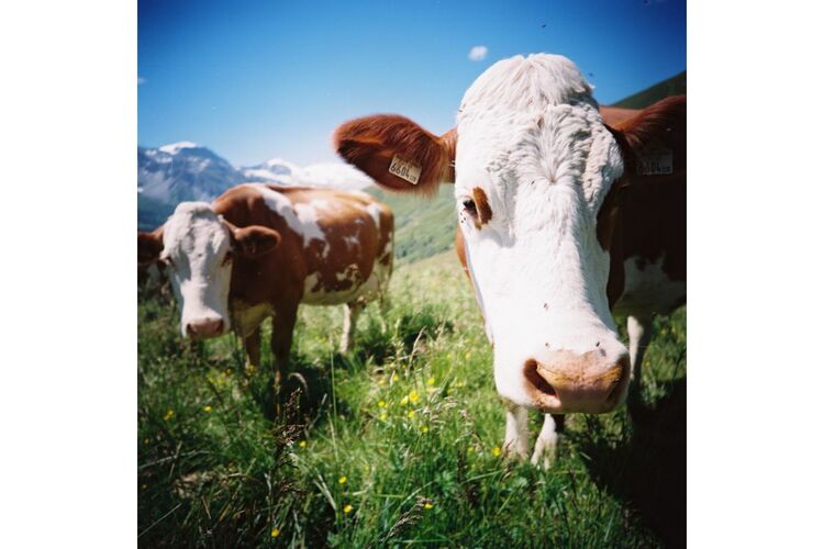 Film kolorowy Lomography Color 100 /120 x3