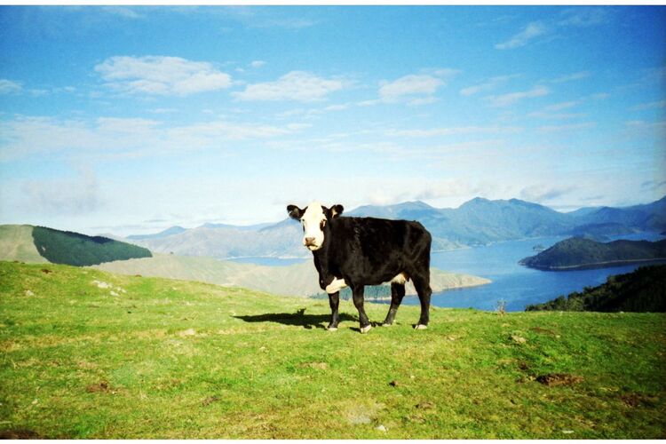 Film kolorowy Lomography Color 100 /36 x3