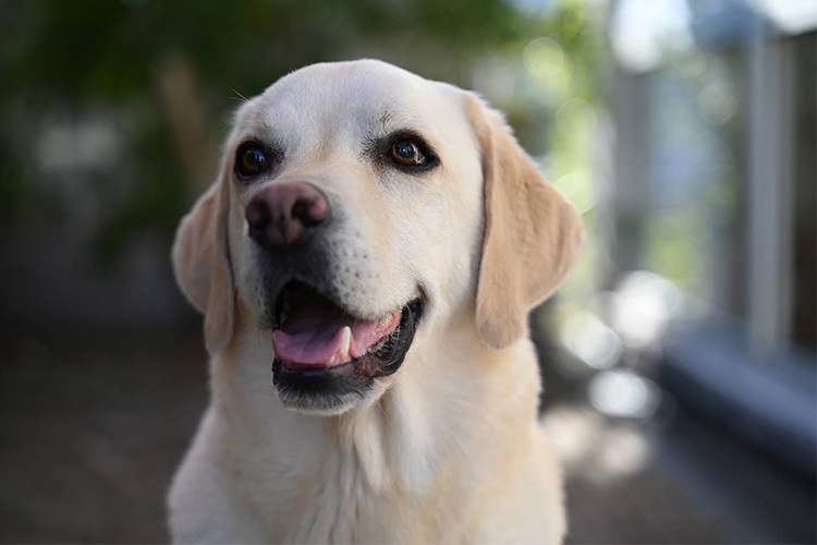 Nikon Nikkor Z 28-75mm f/2.8  