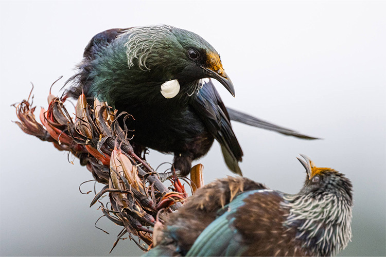 Nikon Nikkor Z 800mm f/6.3 VR S  