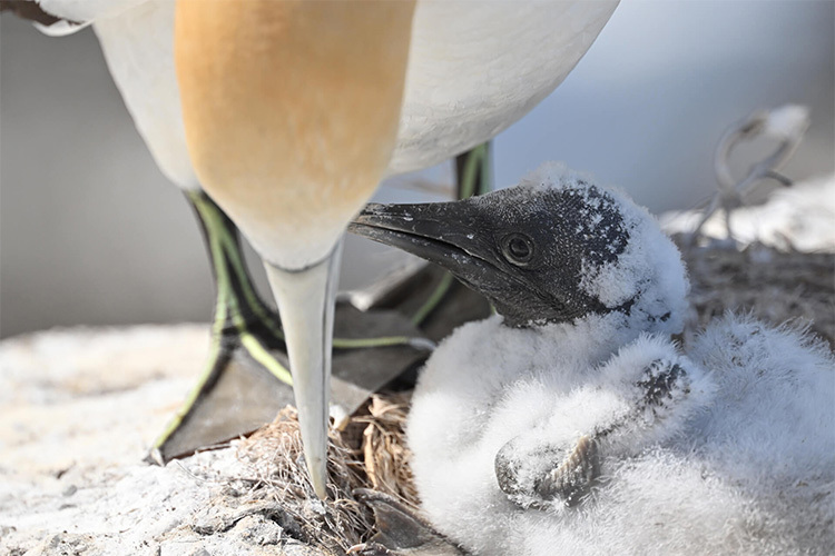 Nikon Nikkor Z 800mm f/6.3 VR S  