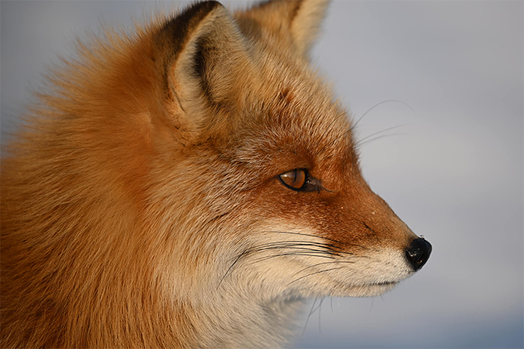 Nikon Nikkor Z 400mm f/4.5 VR S