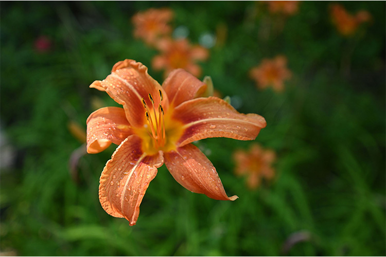 Nikon Nikkor Z 17-28mm f/2.8