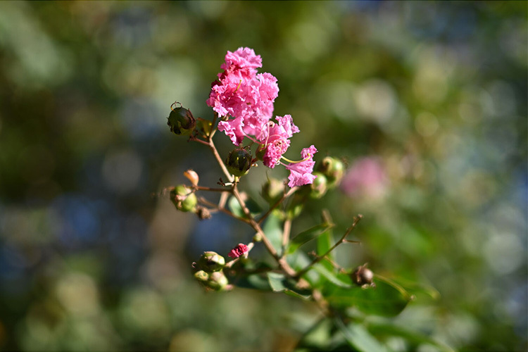 Nikon Nikkor Z 40mm f/2 SE