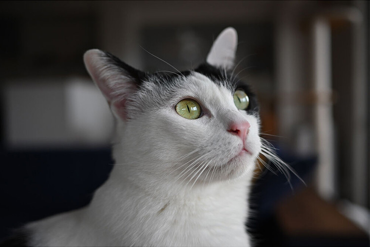 Nikon NIKKOR Z DX 24mm f/1.7  