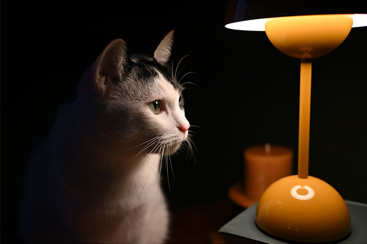 Nikon NIKKOR Z DX 24mm f/1.7  