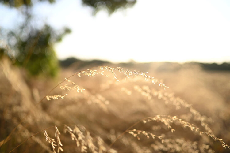 Nikon NIKKOR Z DX 24mm f/1.7  