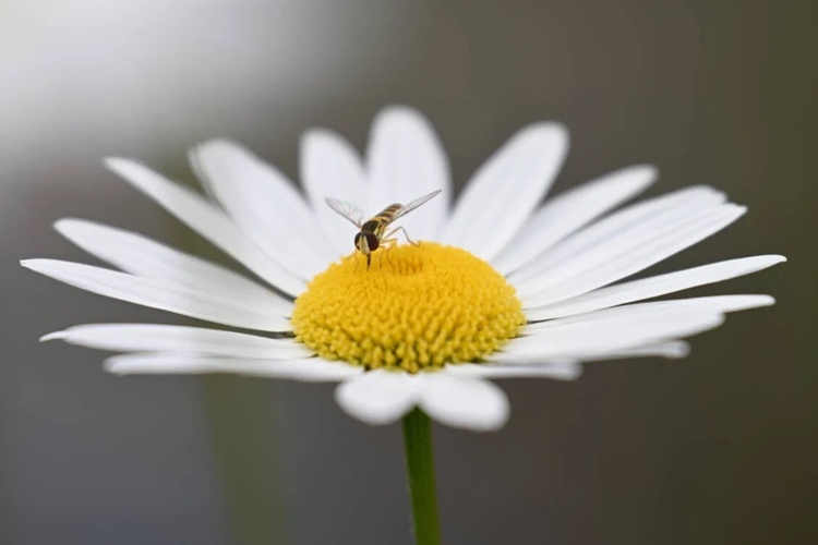 Nikon Nikkor Z 70-180mm f/2.8  