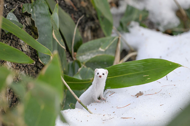 Nikon Nikkor Z 180-600mm f/5.6-6.3VR  