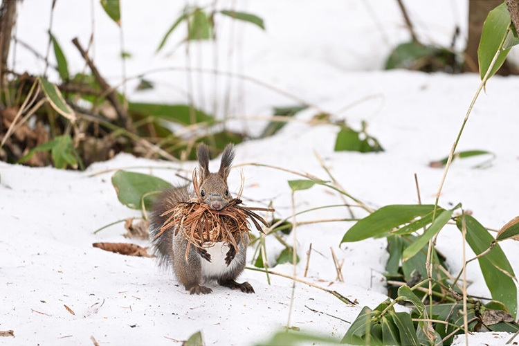 Nikon Nikkor Z 180-600mm f/5.6-6.3VR  