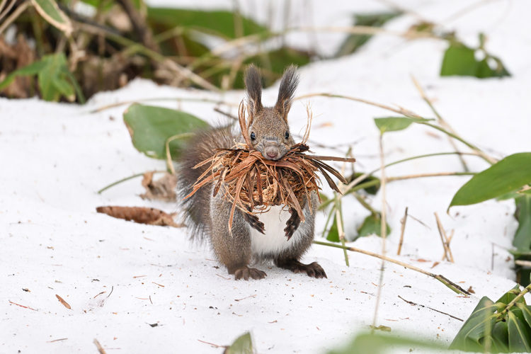 Nikon Nikkor Z 180-600mm f/5.6-6.3VR  