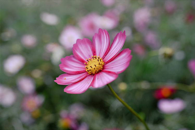 Nikon Nikkor Z 24-105 f/4-7.1